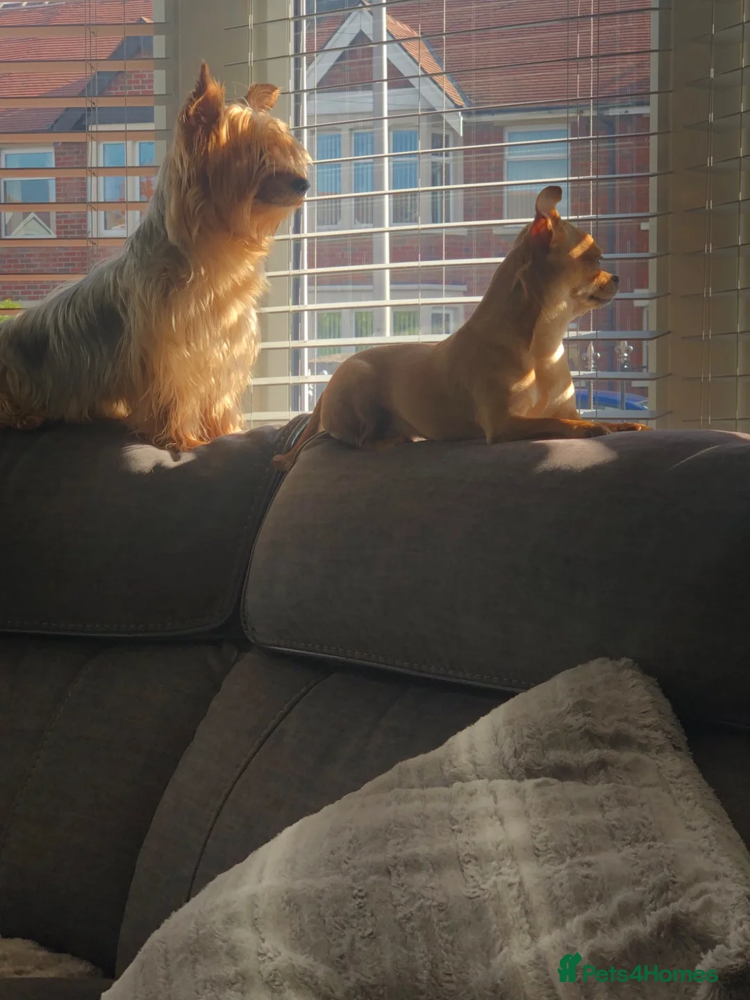 Chorkie dogs for sale: Tiny Chorkie girl Ready Now - Advert 5