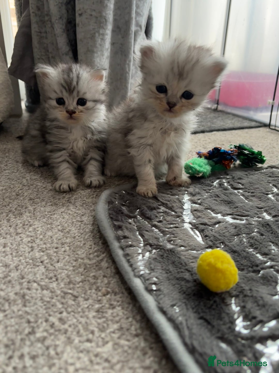 Persian cats for sale: Stunning Persian X mainecoon babies - Advert 9
