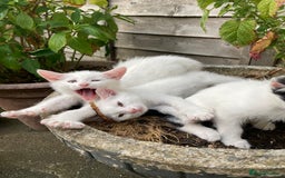 Turkish Van cats for sale: Gorgeous & Loving Turkish Van Kittens - Image 13
