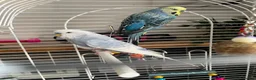 Budgerigars birds for sale: 2 budgies free to a good home  - Advert 1