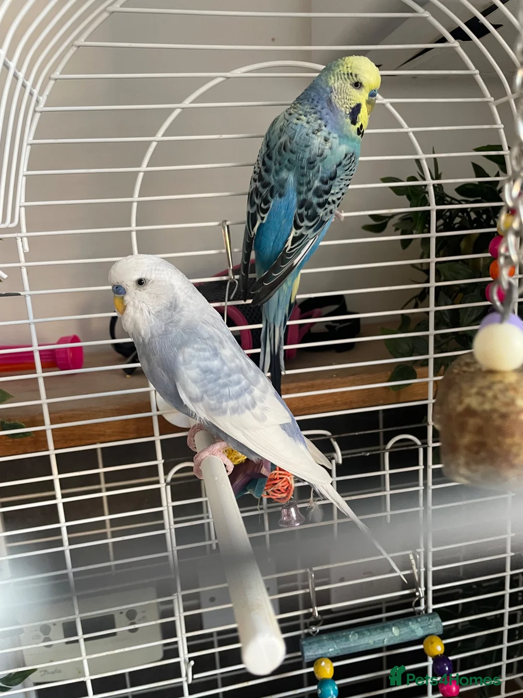 Budgerigars birds for sale: 2 budgies free to a good home  - Advert 1