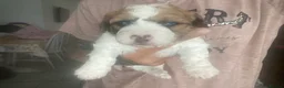 Mixed Breed dogs for sale: Shih-poo X Puppies - Advert 6