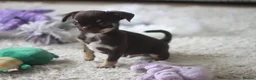 Chihuahua dogs for sale: OUTSTANDING QUALITY CHIHUAHUA PUPPIES 🐶🤎 - Advert 5
