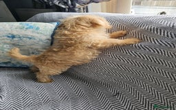Mixed Breed dogs for sale: Last girl left  - Image 6