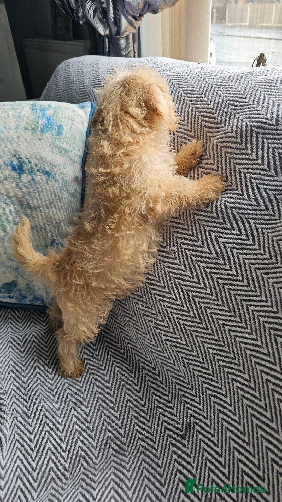 Mixed Breed dogs for sale: Last girl left  - Image 6
