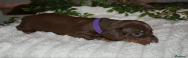 Dachshund 4