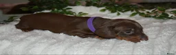 Dachshund dogs for sale: Dachshund pups  - Advert 7