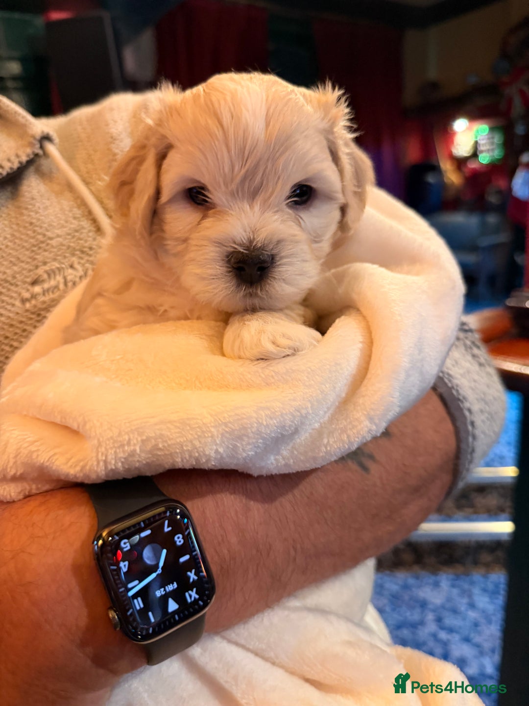 Mixed Breed dogs for sale: Malticavapoo - Advert 13