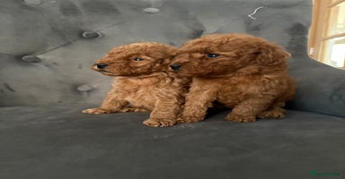 Miniature Poodle dogs - Advert 2