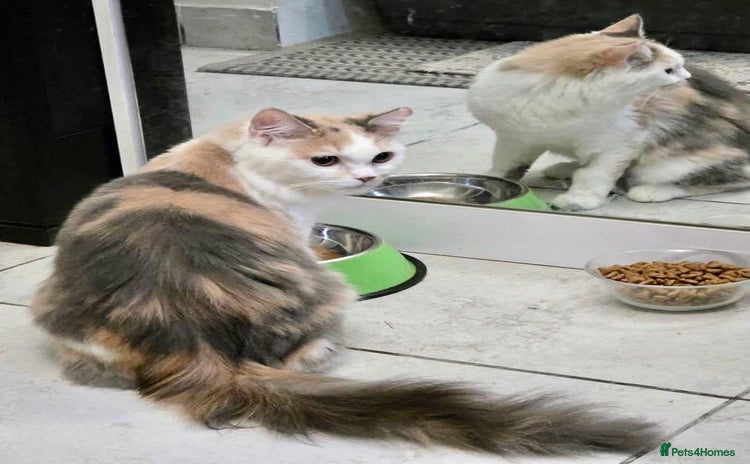 Mixed Breed cats - Advert 6