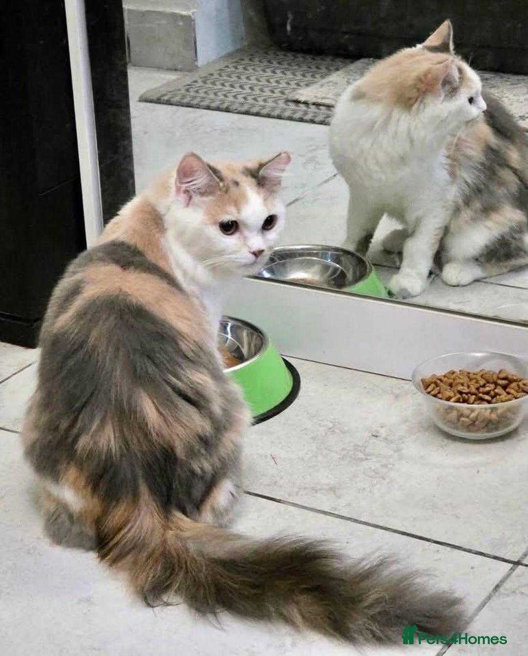 Mixed Breed cats for adoption: FIONA -BEAUTIFUL SOUL READY TO LOVE - Image 1