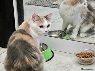 Mixed Breed cats - Advert 22