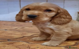 Cocker Spaniel dogs for sale: Golden cocker spaniel  - Image 6