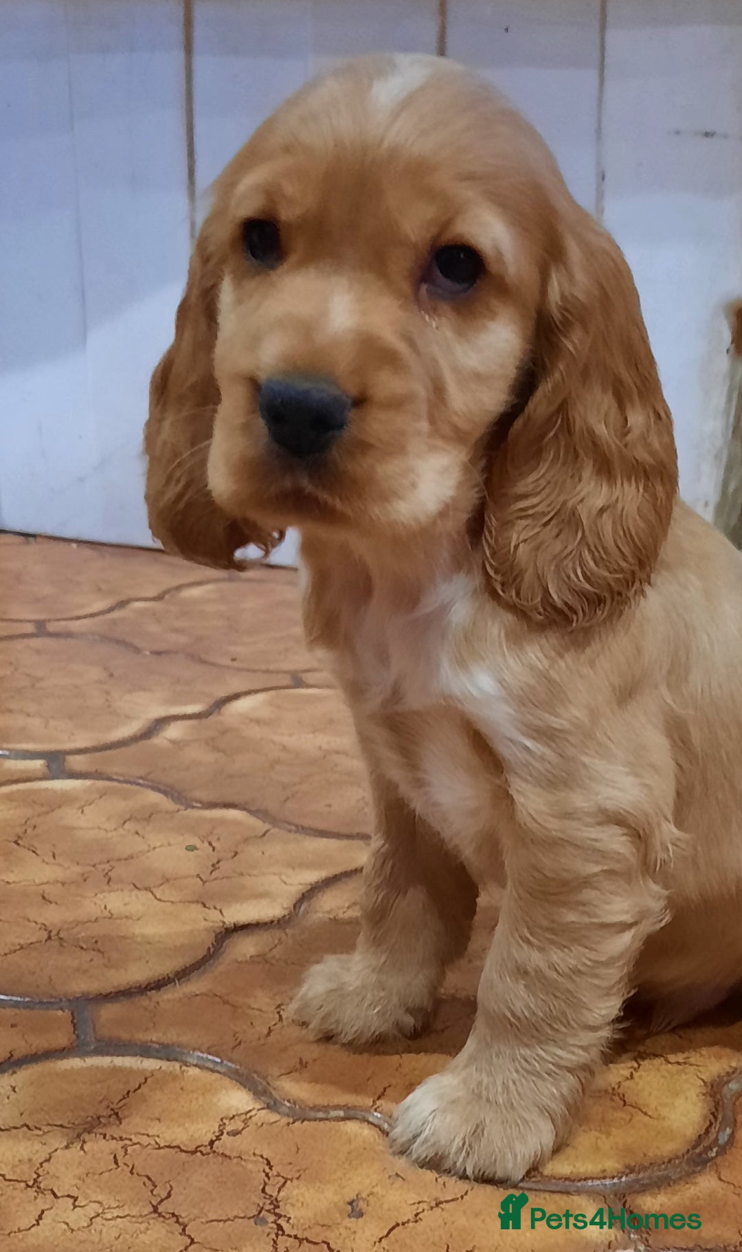 Cocker Spaniel dogs for sale: Golden cocker spaniel  - Image 6