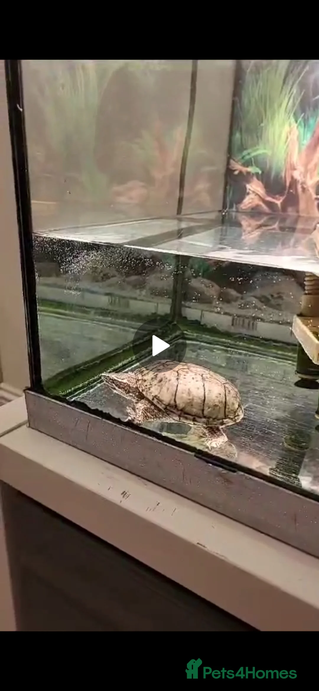 Turtle reptiles for sale: Musk turtle in Bellshill - Advert 1