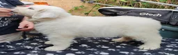 Pyrenean Mountain Dog dogs for sale: 3 bitches and 1 dog available, home reared litter in Weston-super-Mare - Advert 24
