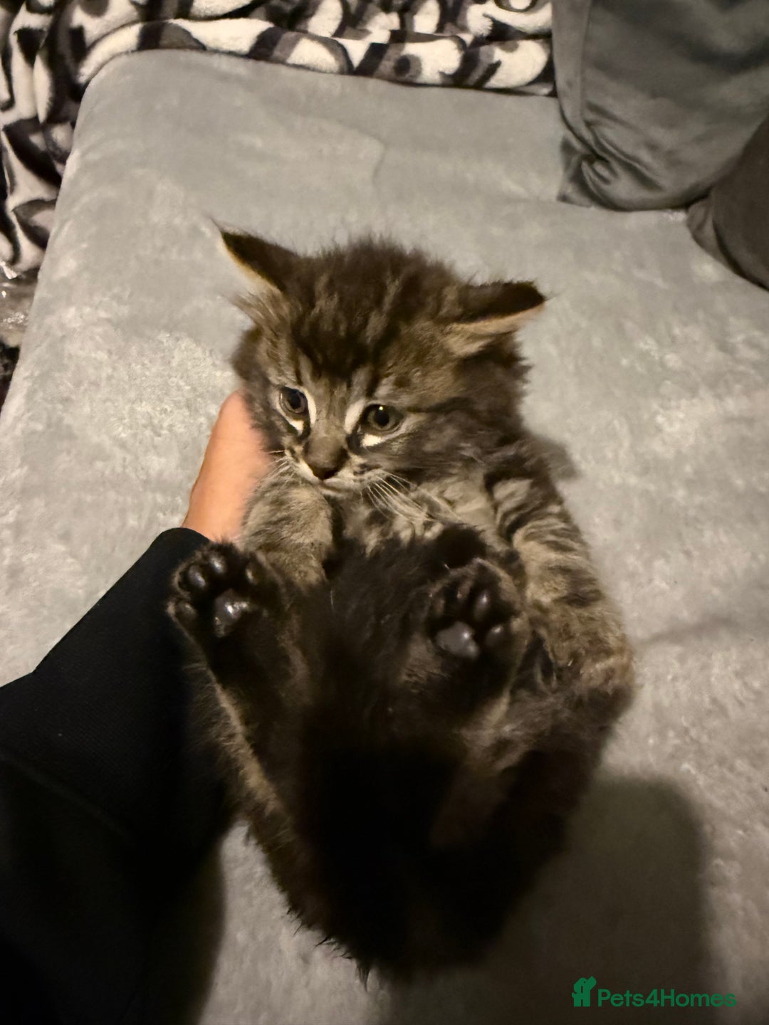 Mixed Breed cats for sale: Maincoon cross kittens - Image 2