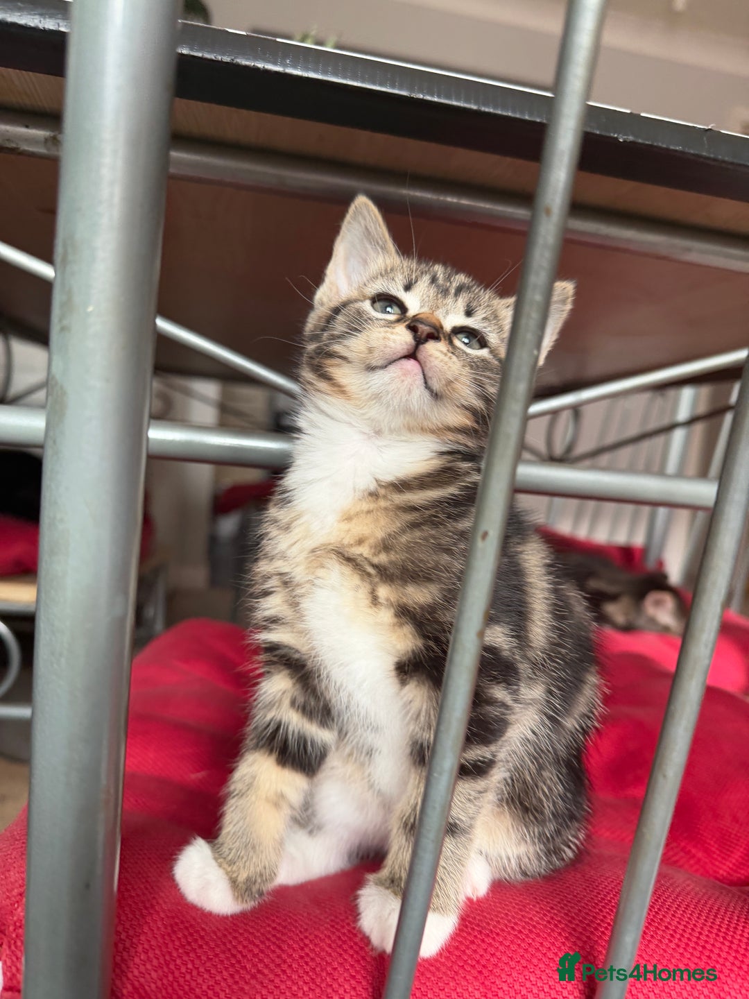 Domestic Shorthair cats for sale: Adorable Kittens - Advert 10