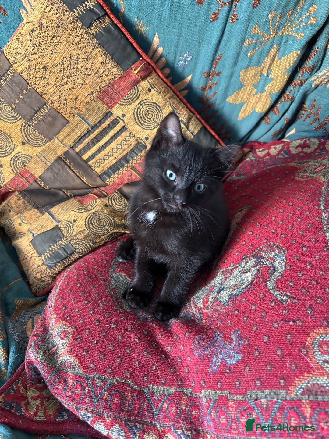 Mixed Breed cats for sale: 3 Ragdoll X kittens  - Advert 3