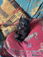 Mixed Breed cats 3 Ragdoll X kittens - Advert 7