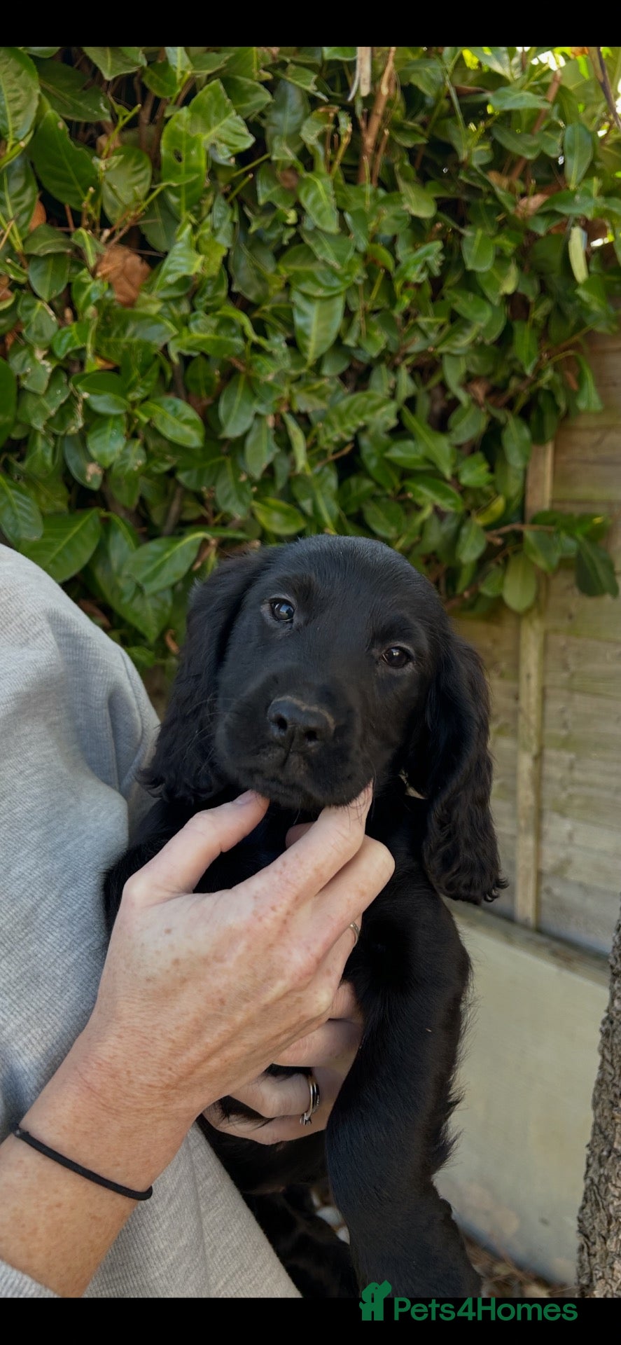Cocker Spaniel dogs for sale: Working cocker puppies - Advert 2