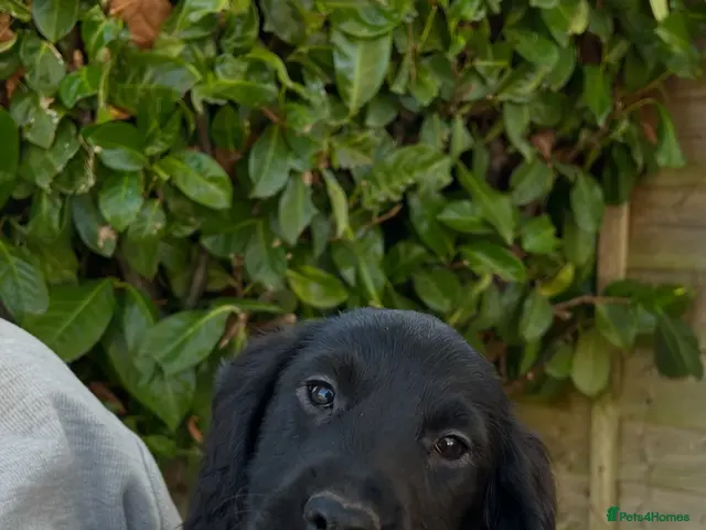 Cocker Spaniel dogs for sale: Working cocker puppies - Advert 2