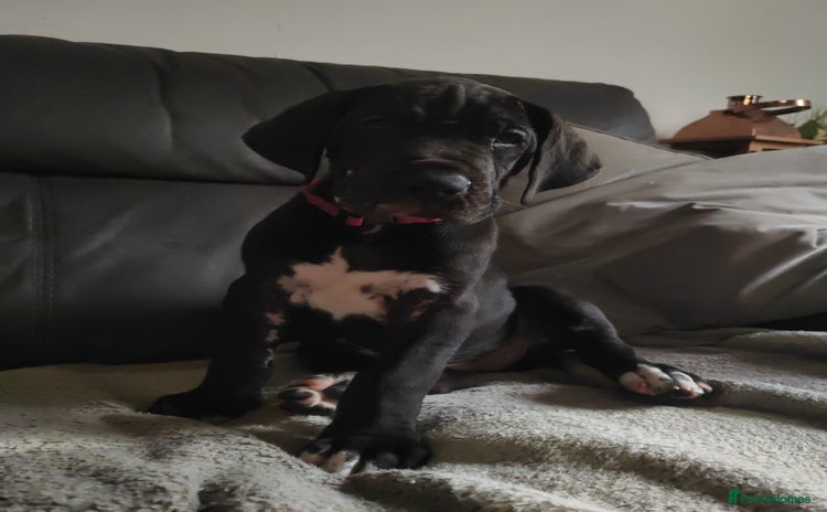 Great Dane dogs - Advert 15
