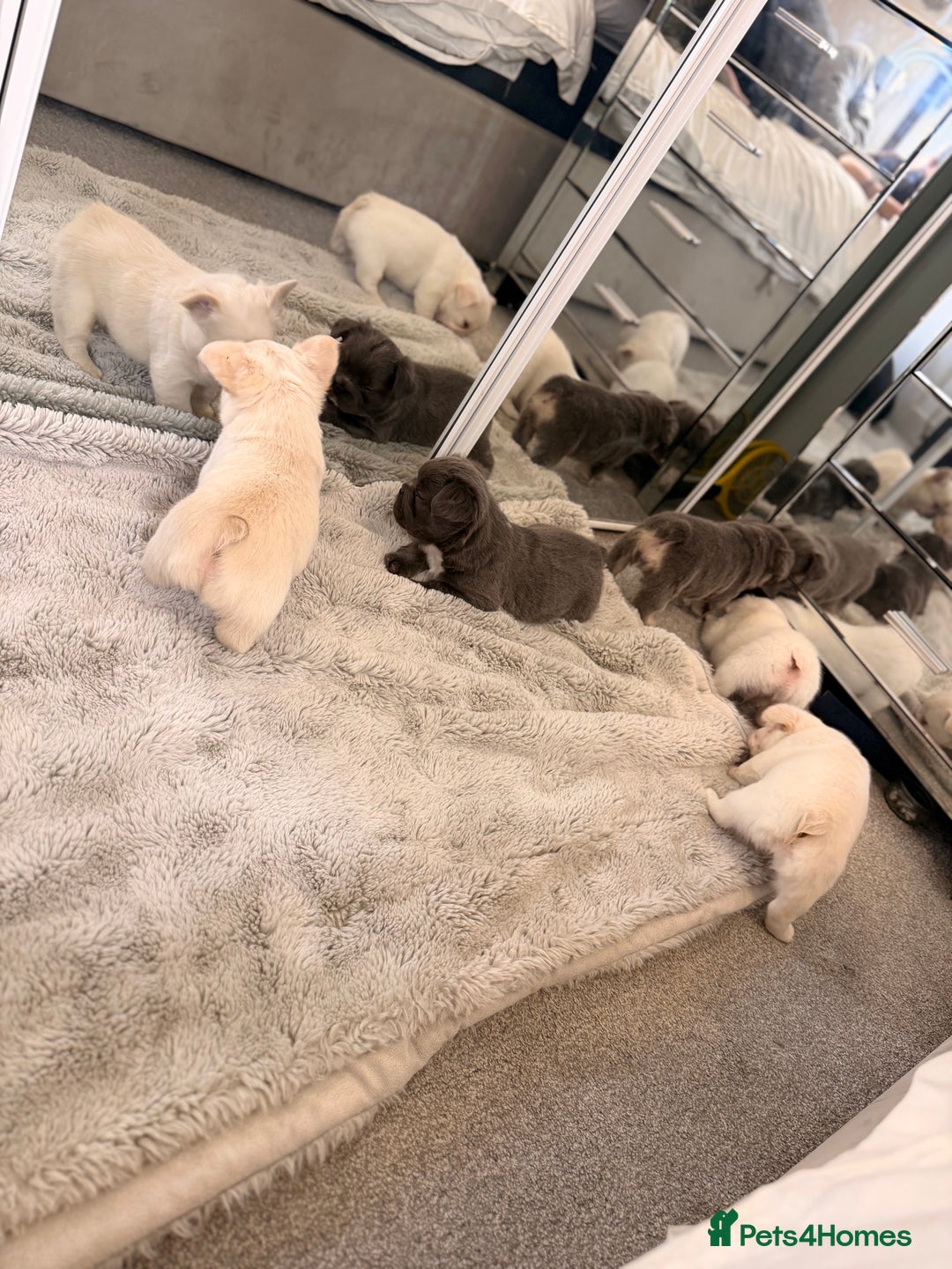 French Bulldog dogs for sale: Full visual outstanding fluffy frenchies - Advert 25