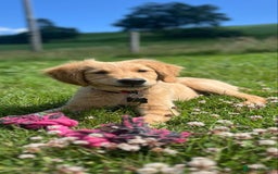 Golden Retriever dogs for sale: Special home needed - KC Golden Retriever Male   in Knighton - Image 5
