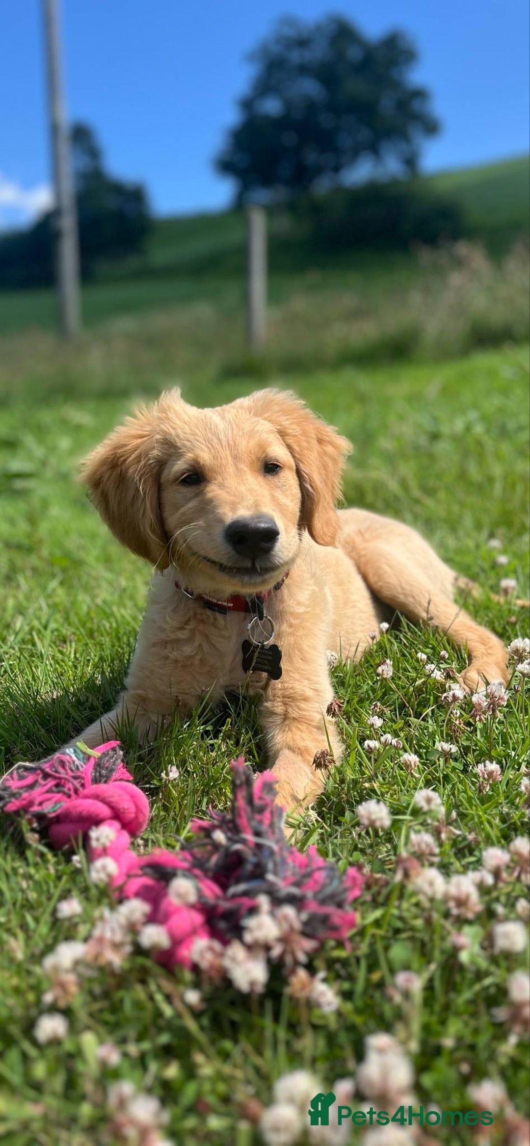 Golden Retriever dogs for sale: Special home needed - KC Golden Retriever Male   in Knighton - Image 5