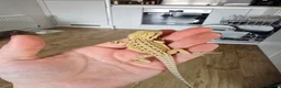 Bearded Dragon reptiles for sale: Ready for homes - Baby Bearded Dragons  - Advert 3