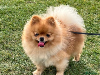 Pomeranian dogs in Romford - Advert 13