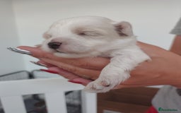Maltipoo dogs for sale: Maltipoo  - Image 10