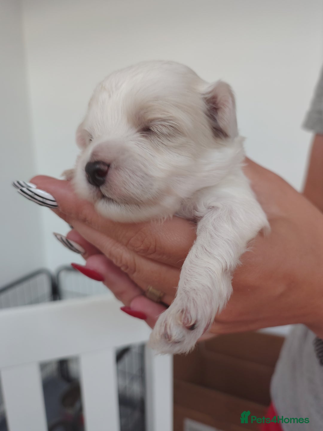 Maltipoo dogs for sale: Maltipoo  - Image 10