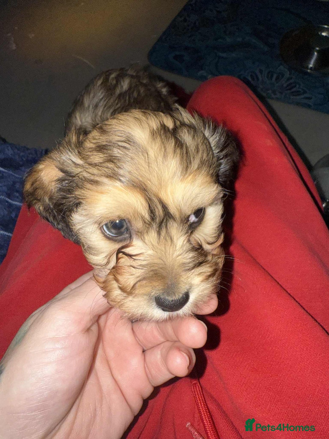 Mixed Breed dogs for sale: Final beauty left from the litter - Advert 12