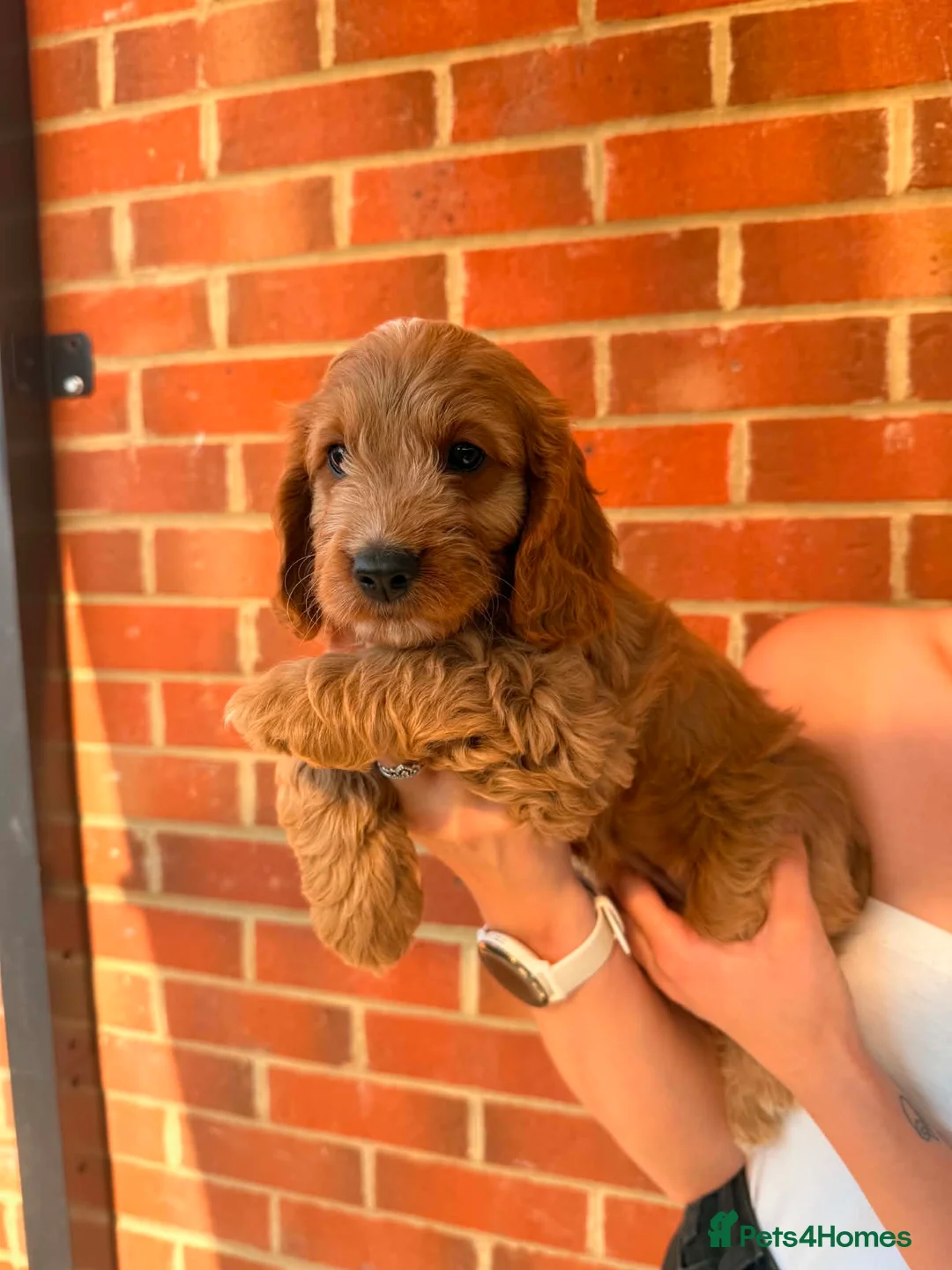 Cockapoo dogs for sale: Ready now 🐶 F1 cockapoos  - Advert 2