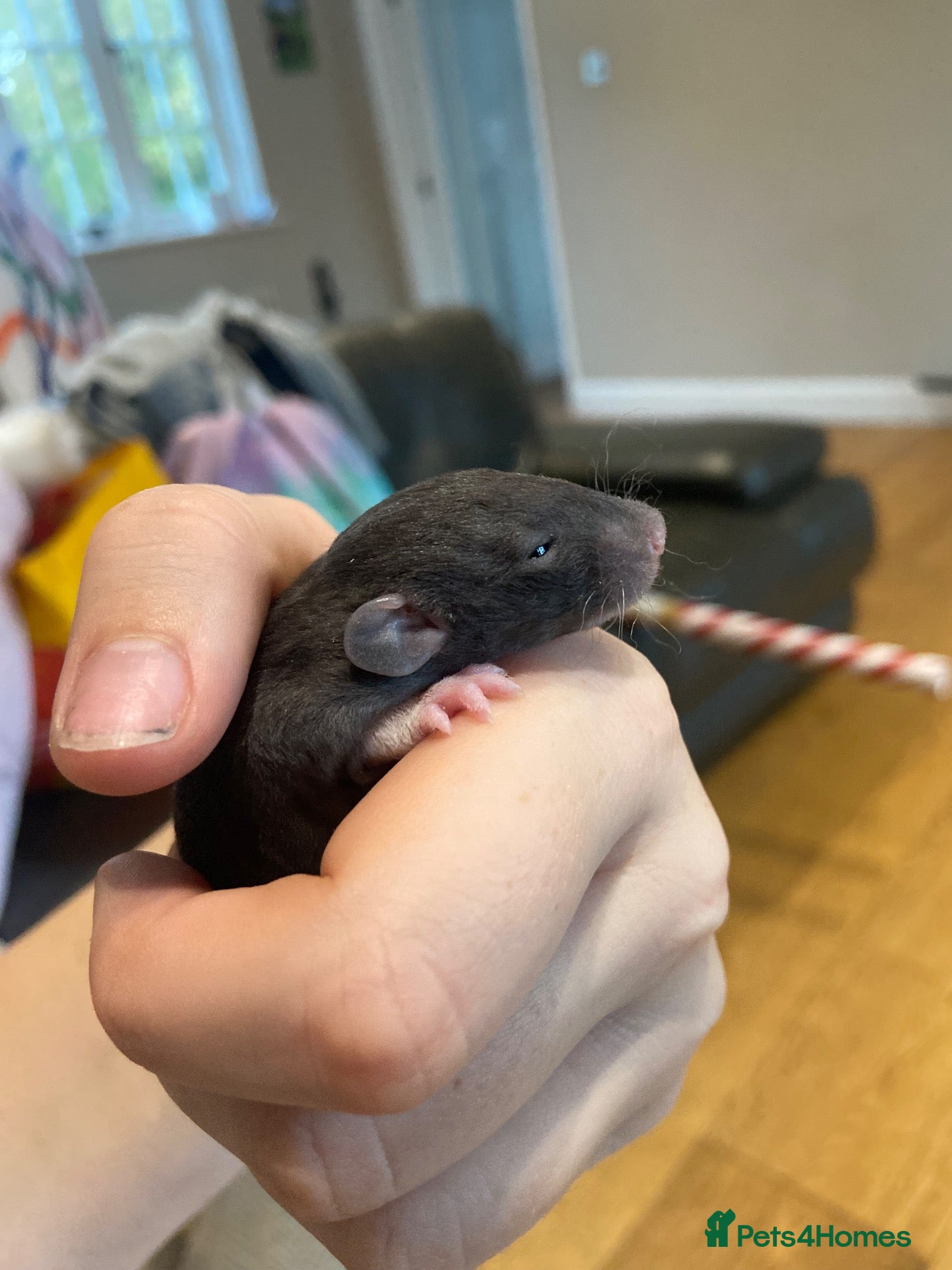 Rat rodents 2 Baby Rats - Siamese x Russian Blue Double Rex - Advert 3
