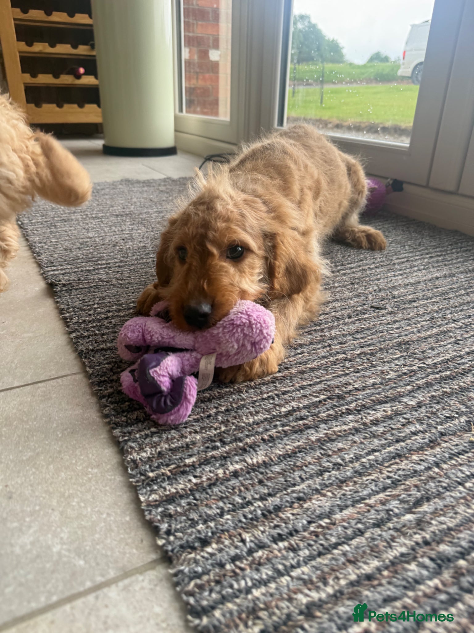 Labradoodle dogs Multigen mini labradoodles health tested parents - Advert 2