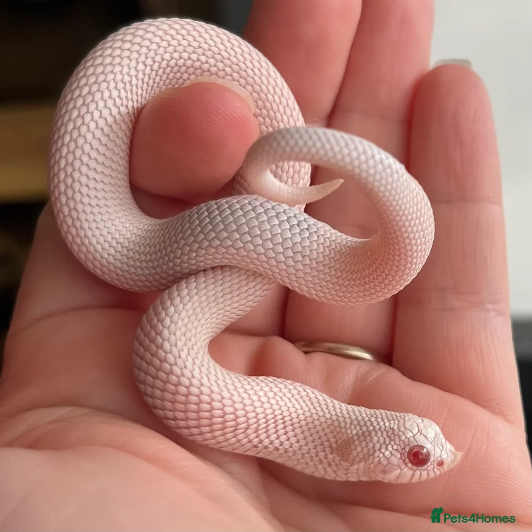 Snake reptiles for sale: Various 2024/2025 Western Hognoses - Advert 9