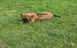 Rhodesian Ridgeback dogs for sale: Rhodesian ridgeback puppies - Image 5
