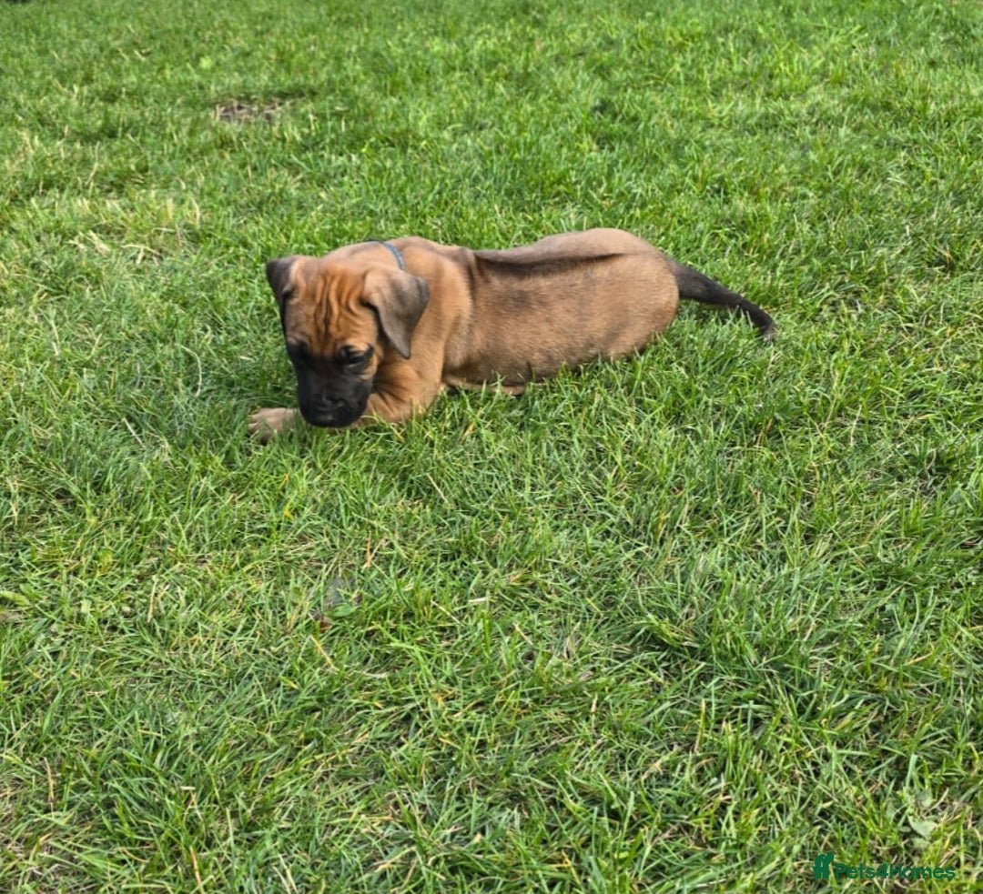 Rhodesian Ridgeback dogs for sale: Rhodesian ridgeback puppies - Image 5