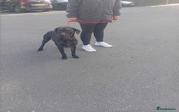 Staffordshire Bull Terrier dogs for adoption: Foster homes urgently needed for rescue dogs - Image 3