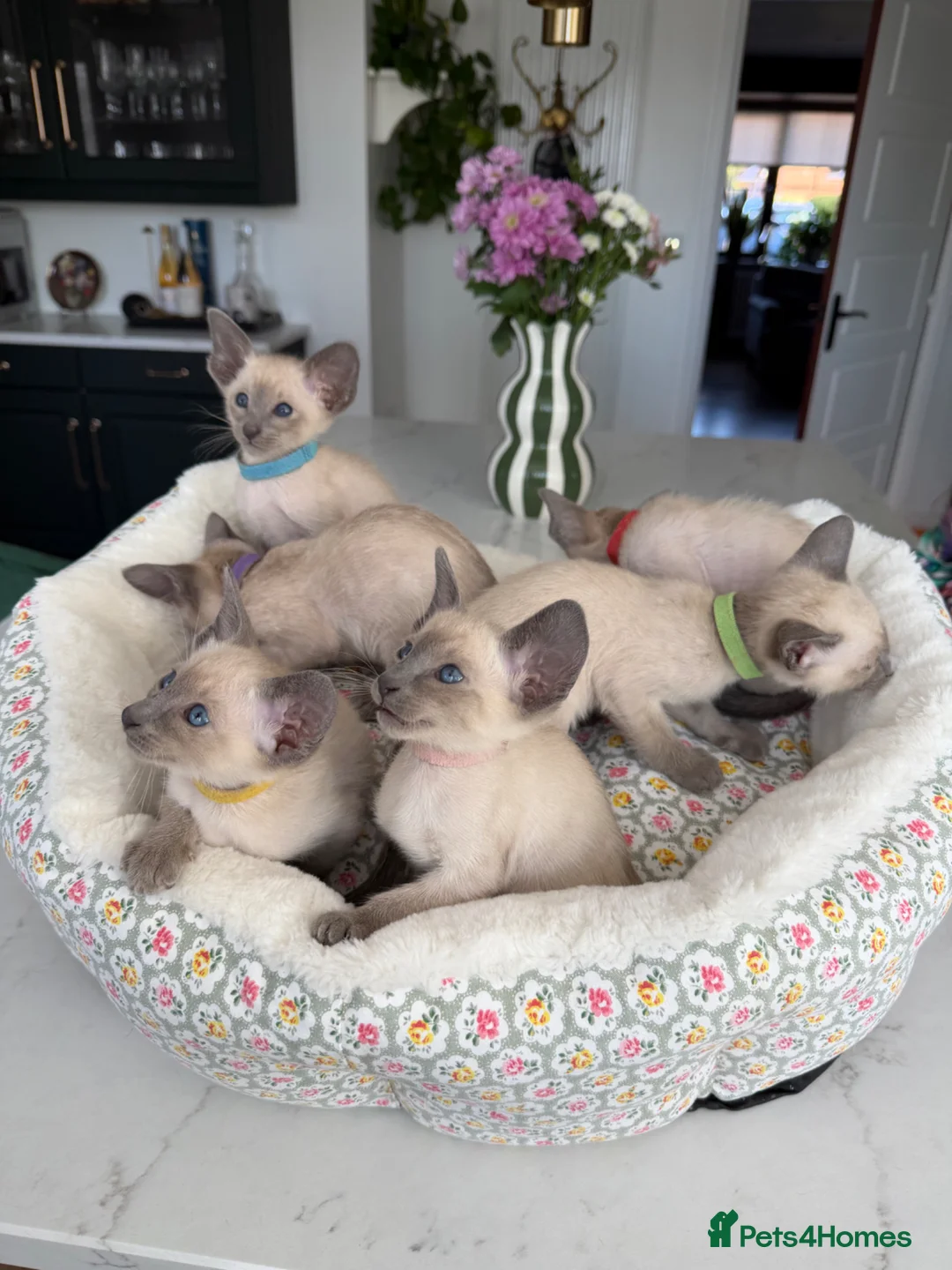 Siamese cats for sale: Pedigree GCCF Registered Siamese Kittens  - Advert 2