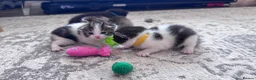 Domestic Shorthair cats for sale: Stunning little tabby/white girl kitten. - Advert 6