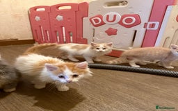 Maine Coon cats for sale: Half Maine coon kittens  - Image 5