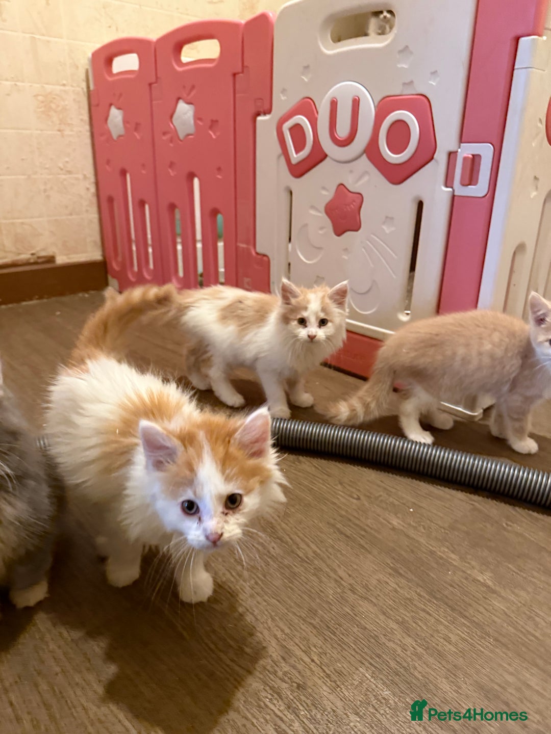 Maine Coon cats for sale: Half Maine coon kittens  - Image 5