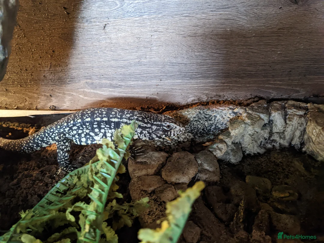 Lizard reptiles for sale: Argentinian black and white tegu - Advert 3