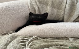 Mixed Breed cats for sale: 4 female kittens for sale - Image 6