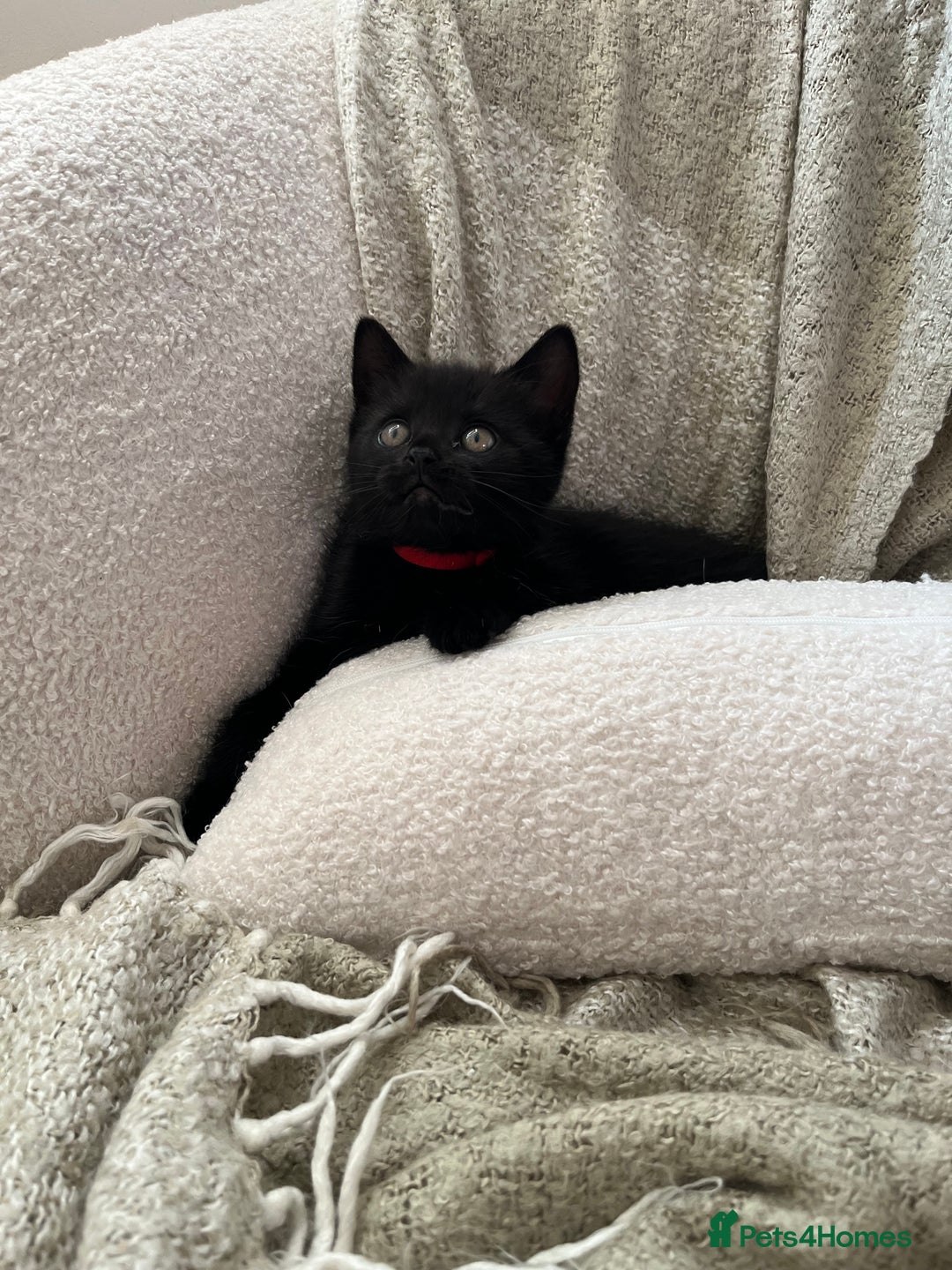 Mixed Breed cats for sale: 4 female kittens for sale - Image 6