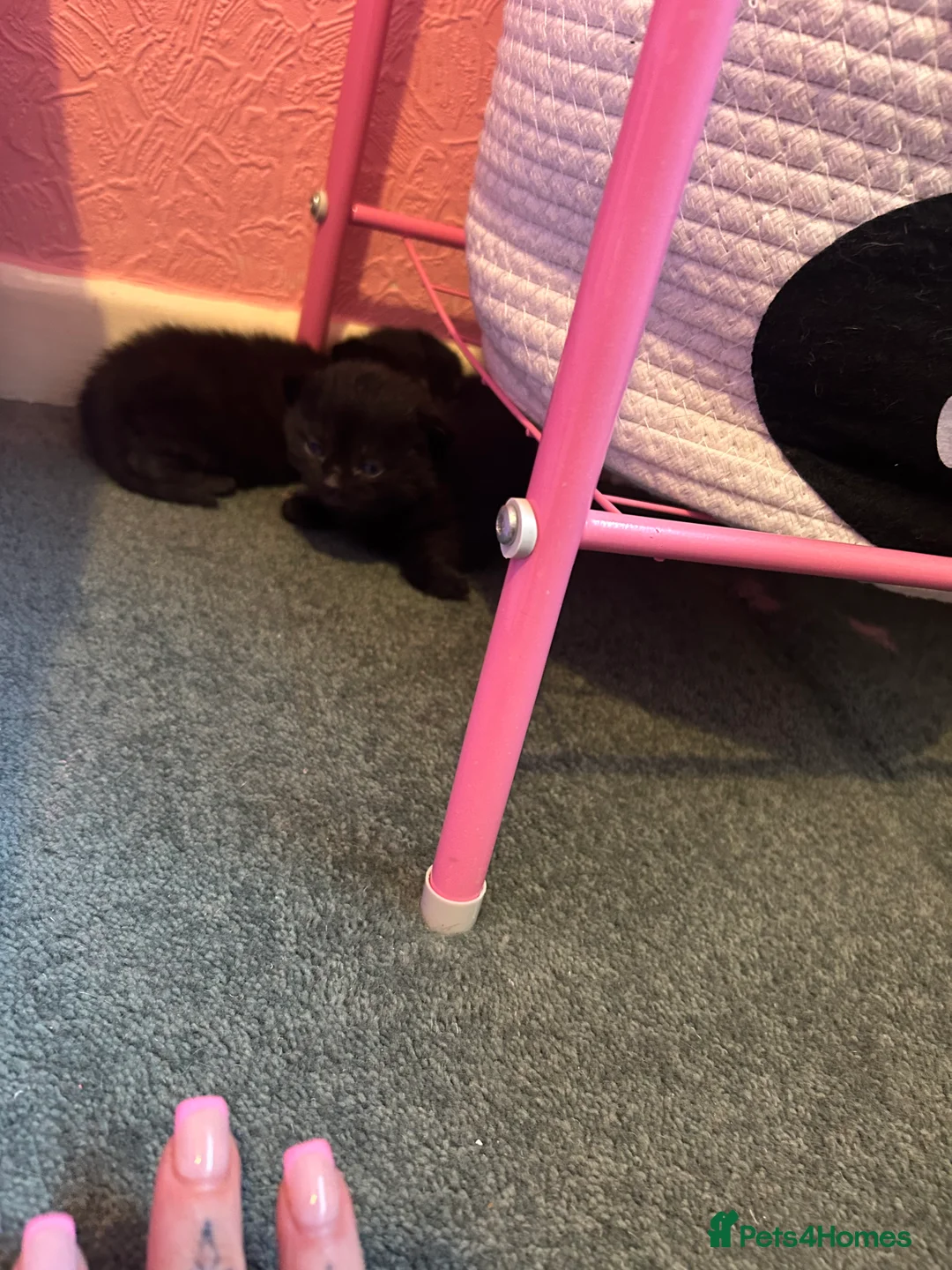 Mixed Breed cats for sale: Black male kitten  - Advert 2